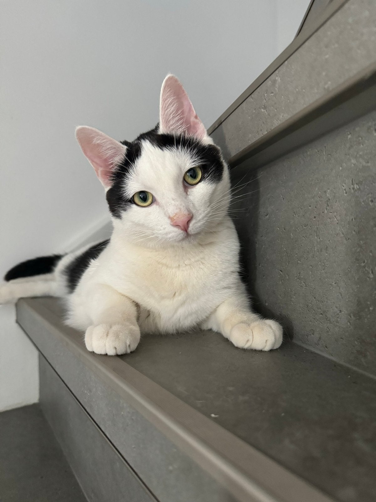 Gratis kater – goed thuis gezocht, Kater, Kortharig, 3 tot 5 jaar