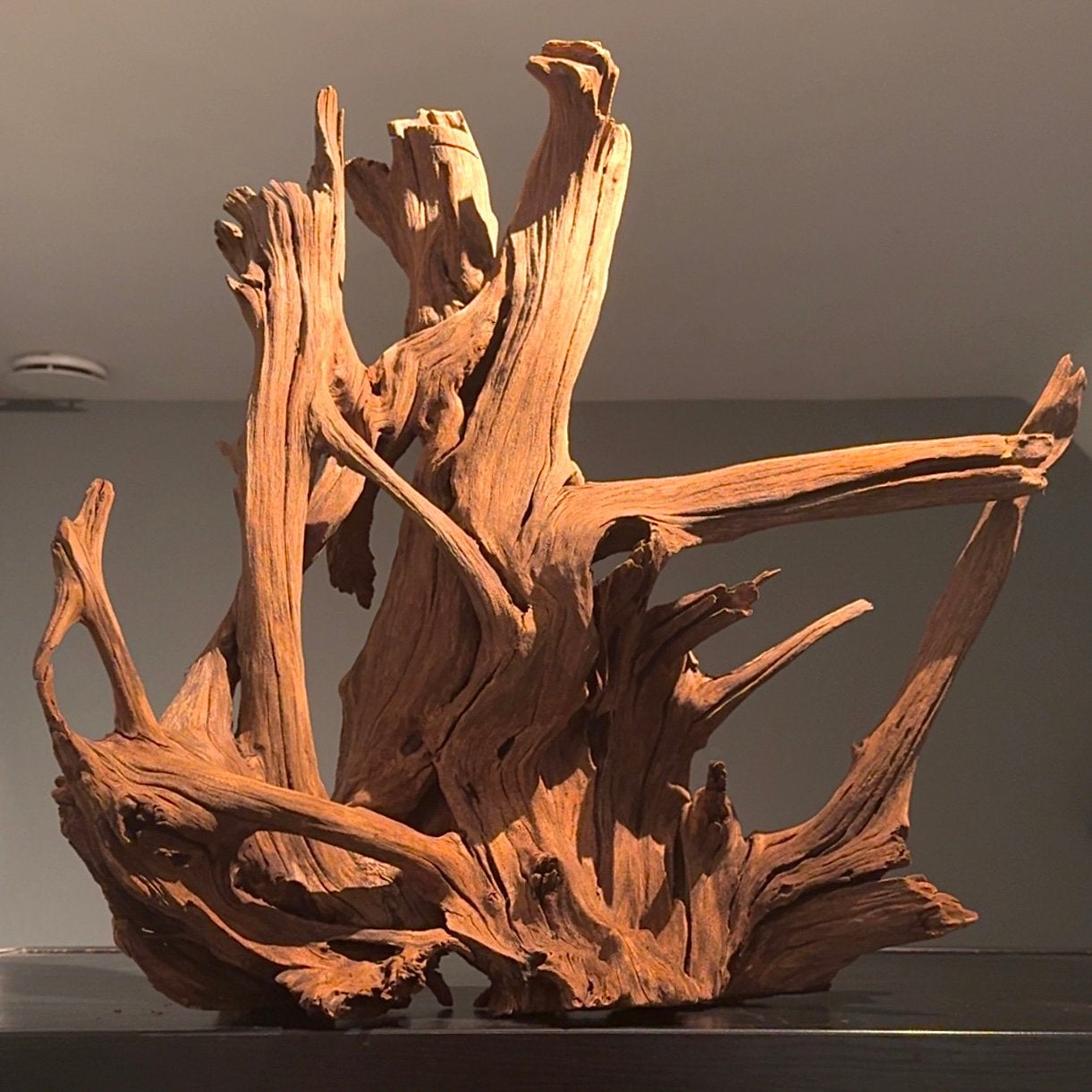 XXL Stuk Kienhout / Spiderwood / Driftwood, Hout Decoratie, Dieren en Toebehoren, Vissen | Aquaria en Toebehoren, Ophalen of Verzenden