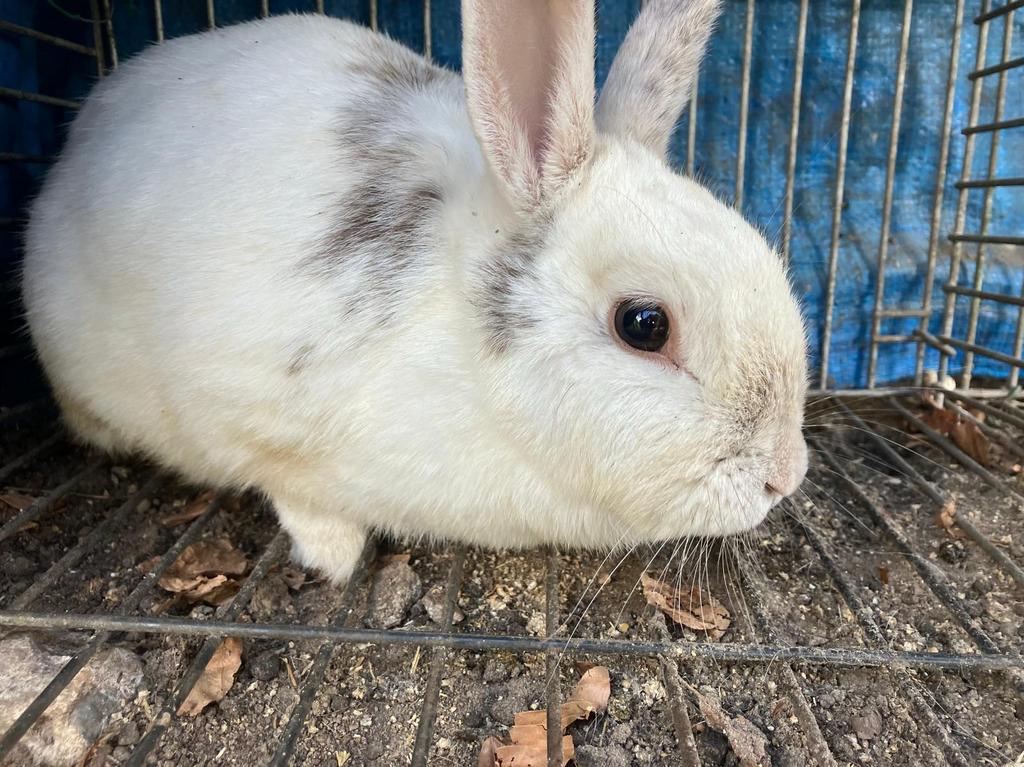 Konijn vrouw, Dieren en Toebehoren, Konijnen, Vrouwelijk, Middelgroot