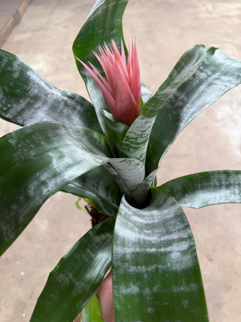 Aechmea fasciata - Roze Bromelia in 15 cm pot, Huis en Inrichting, Kamerplanten, Overige soorten, In pot, Minder dan 100 cm, Bloeiende kamerplant