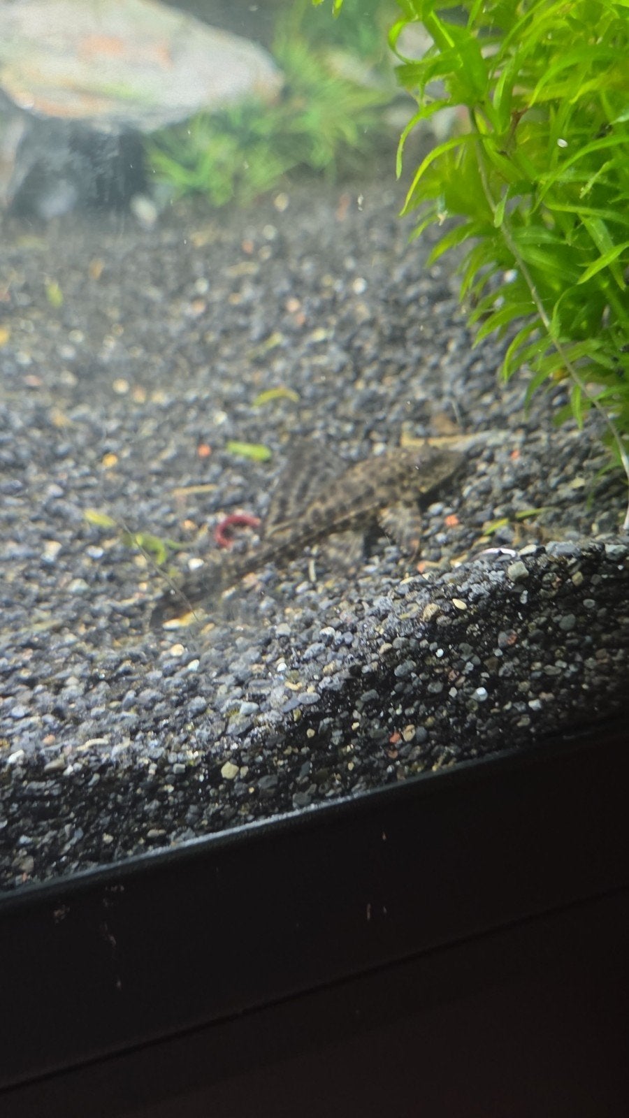 3 algeneters te koop, Vis
