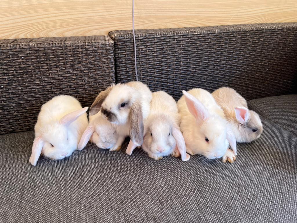 Konijn, Dieren en Toebehoren, Konijnen, Middelgroot, Meerdere dieren, 0 tot 2 jaar, Hangoor