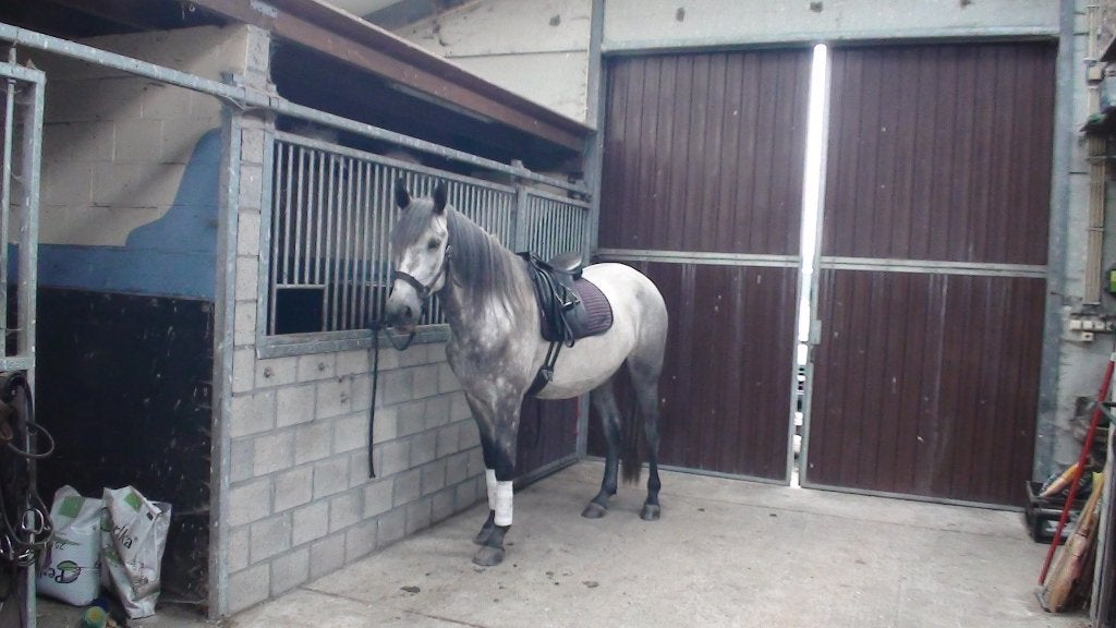 PRE-ruin te koop, Dieren en Toebehoren, Paarden, Met stamboom, Ruin, Dressuurpaard, Onbeleerd
