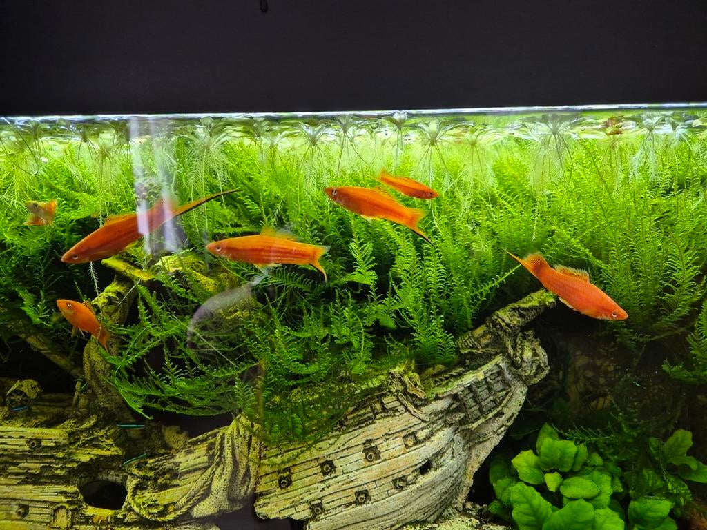 Mannelijke zwaarddagers, Dieren en Toebehoren, Vissen | Aquariumvissen, Vis