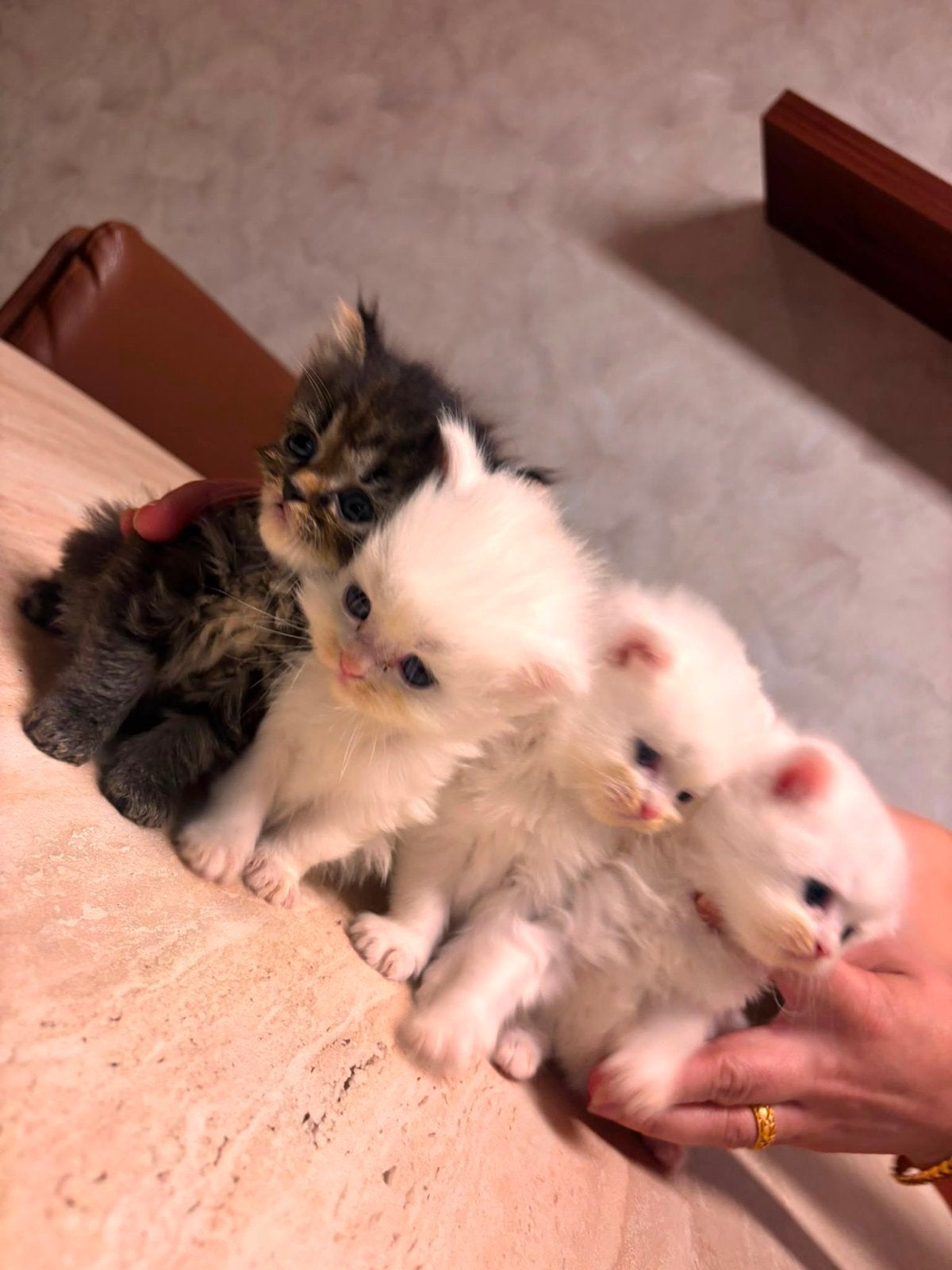 Schattige Britse Langhaar kittens  Wij hebben 4 lieve katt, Kater, Langharig, 0 tot 2 jaar