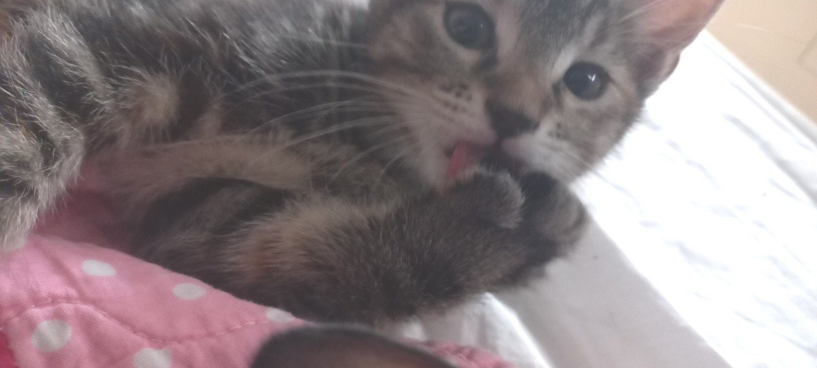 3 Speelzame, Vriendelijke en Lieve Kittens, Meerdere dieren, Kortharig, 0 tot 2 jaar