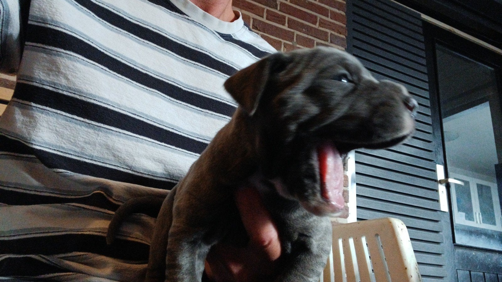Cane corso pups blauw / isabel merle / merle american bully, Parvo, Overige rassen, 8 tot 15 weken, Meerdere