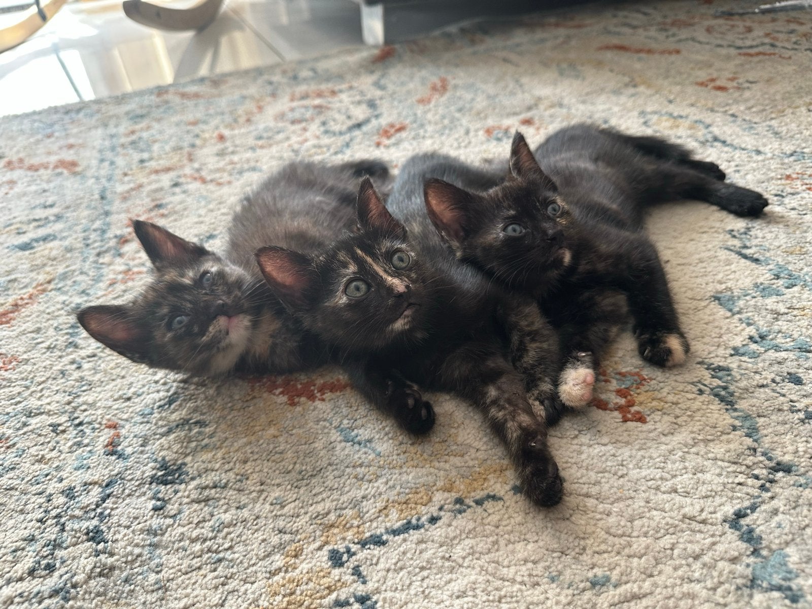 Kitten mix van Siamees X Exotic shorthair 8 weken, Meerdere dieren, 0 tot 2 jaar
