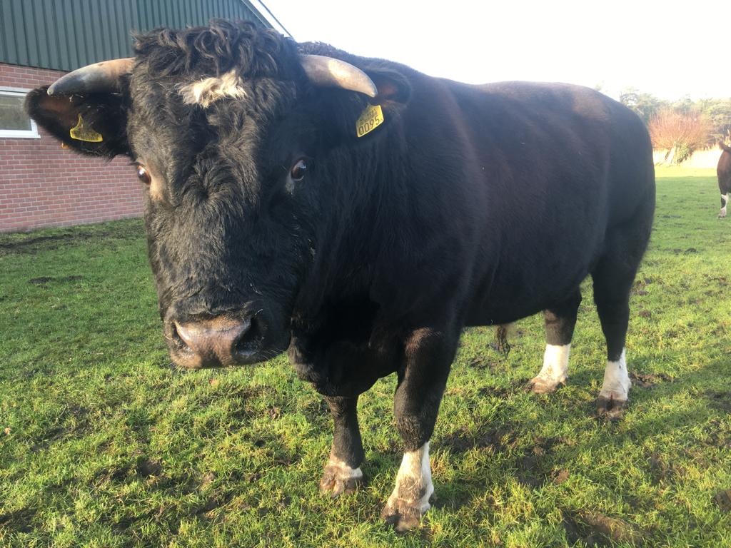 Dekstier brandrood, Dieren en Toebehoren, Mannelijk, 3 tot 6 jaar