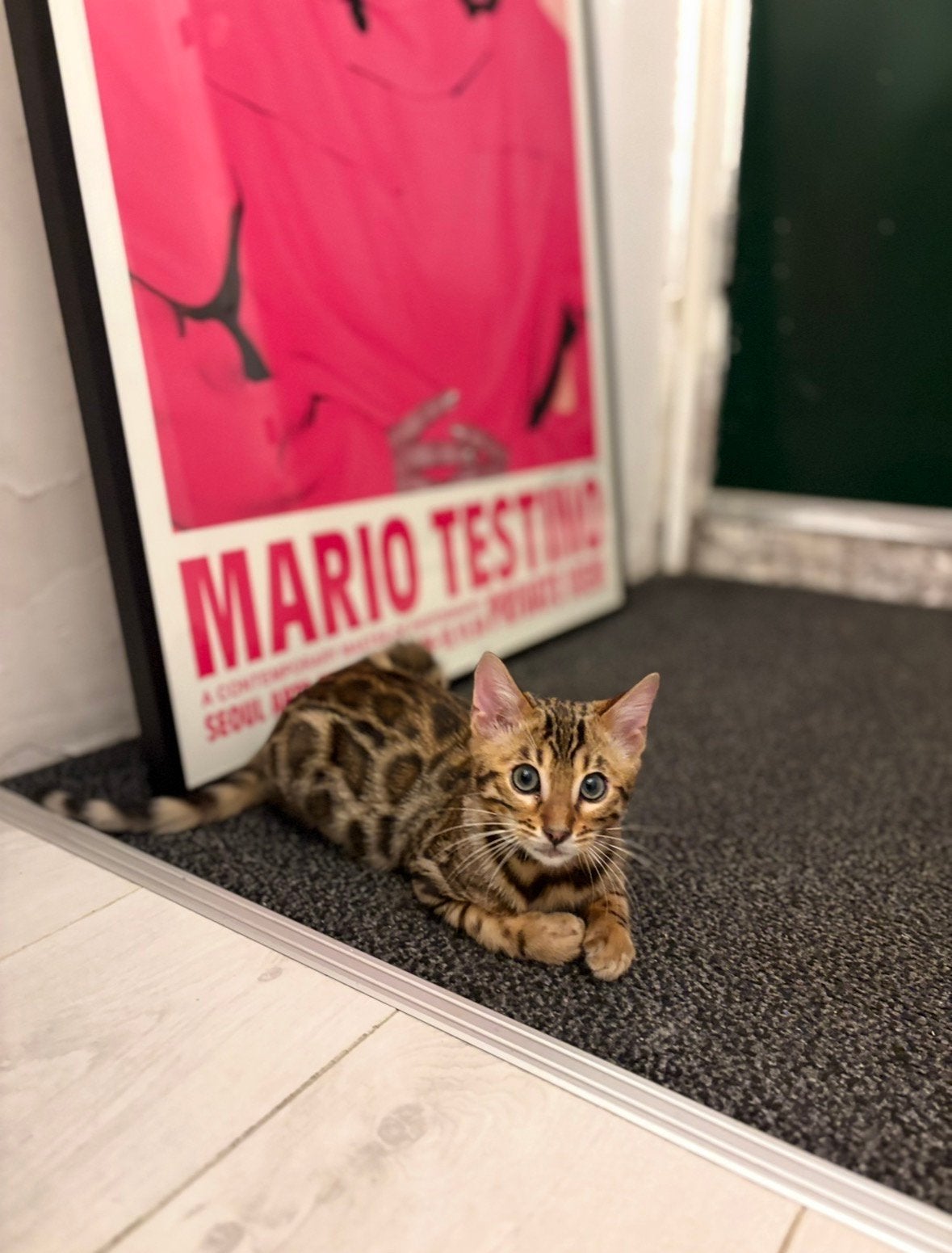 Bengaals katertje gechipt, gevaccineerd & paspoort Tiger, Dieren en Toebehoren, Katten en Kittens | Overige Katten, Kater, Kortharig