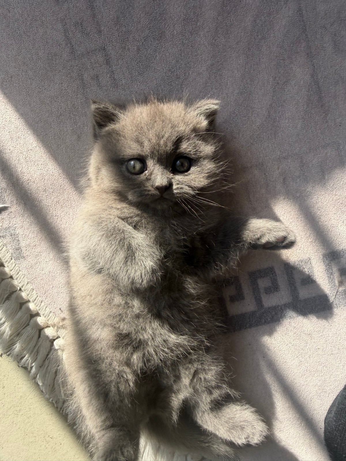 Britse korthaar/langhaar kruising kitten, Dieren en Toebehoren, Katten en Kittens | Raskatten | Korthaar, Poes, 0 tot 2 jaar