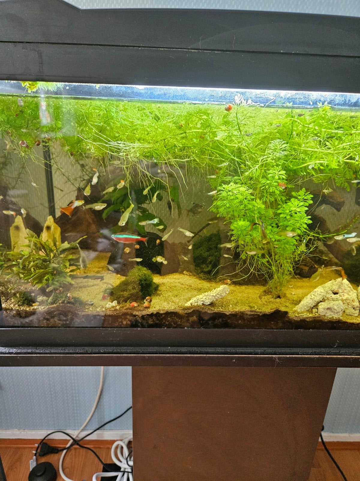 Gupys mannen en vrouwen, Ophalen, Zo goed als nieuw, Gevuld zoetwateraquarium