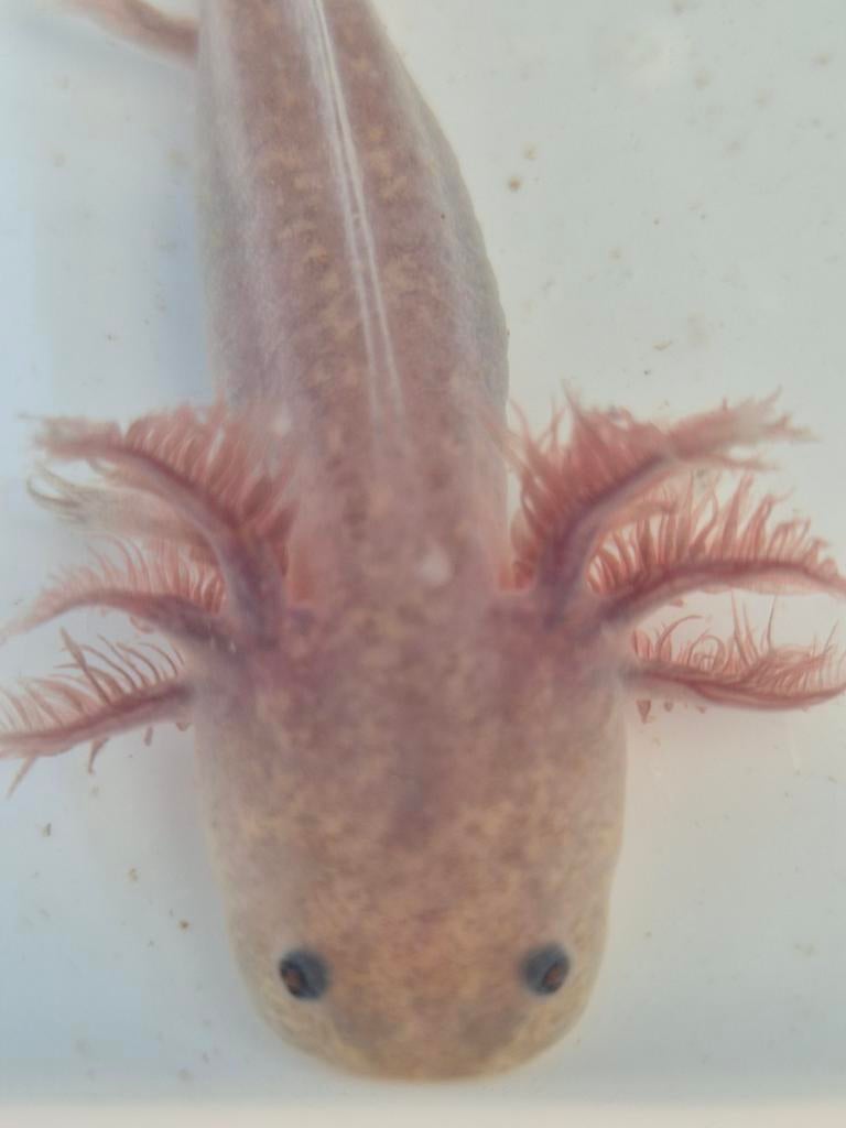 Axolotls - leucistic - mix, Dieren en Toebehoren, Vissen | Aquariumvissen, Vis