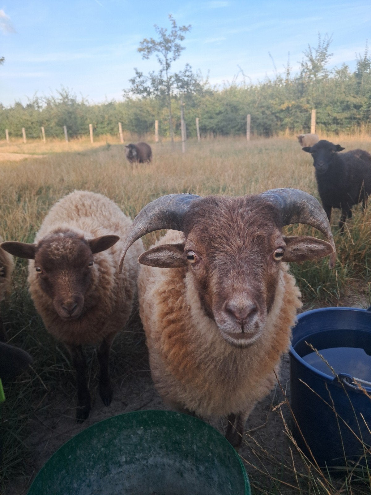 Ouessant ram, Dieren en Toebehoren, Mannelijk, Schaap