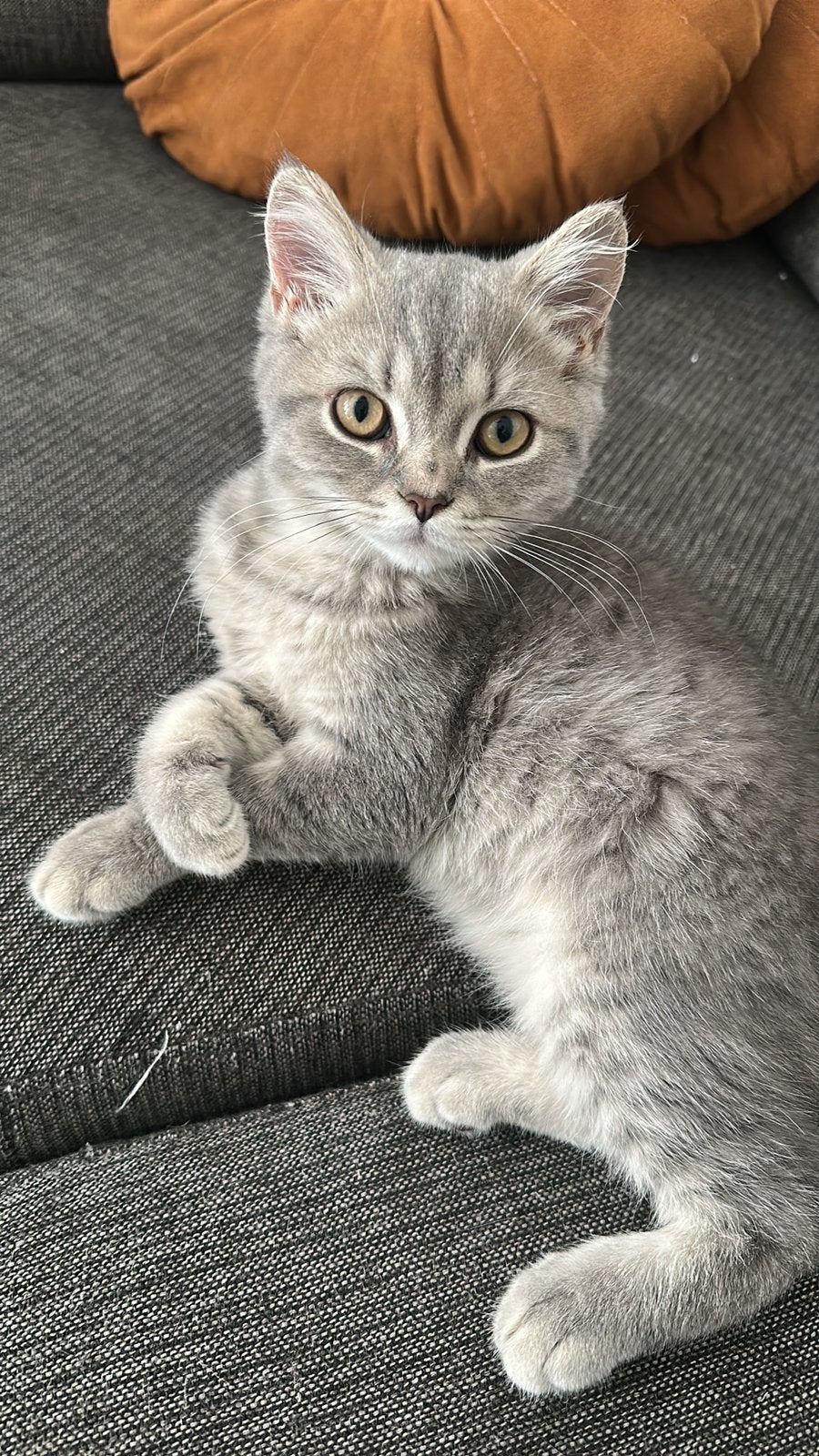 Laatste katertje nog beschikbaar zoekt liefdevol huisje ️, Dieren en Toebehoren, Kater