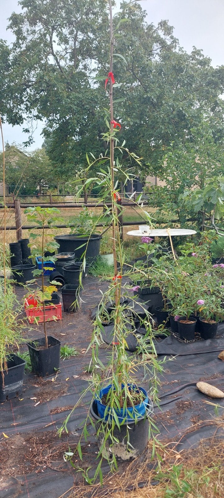 Treurwilg - 2 meter hoog - Jonge boom in pot, Ophalen, In pot, Treurboom, 100 tot 250 cm