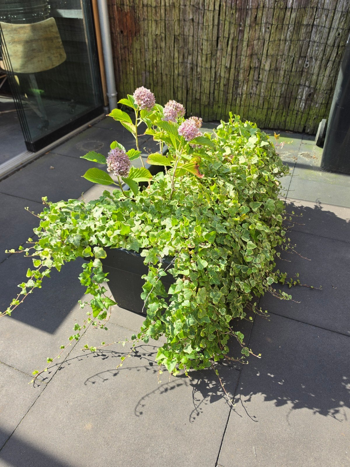 Grote kunststof plantenbak Intratuin met klimop en hortensia, Ophalen, Kunststof