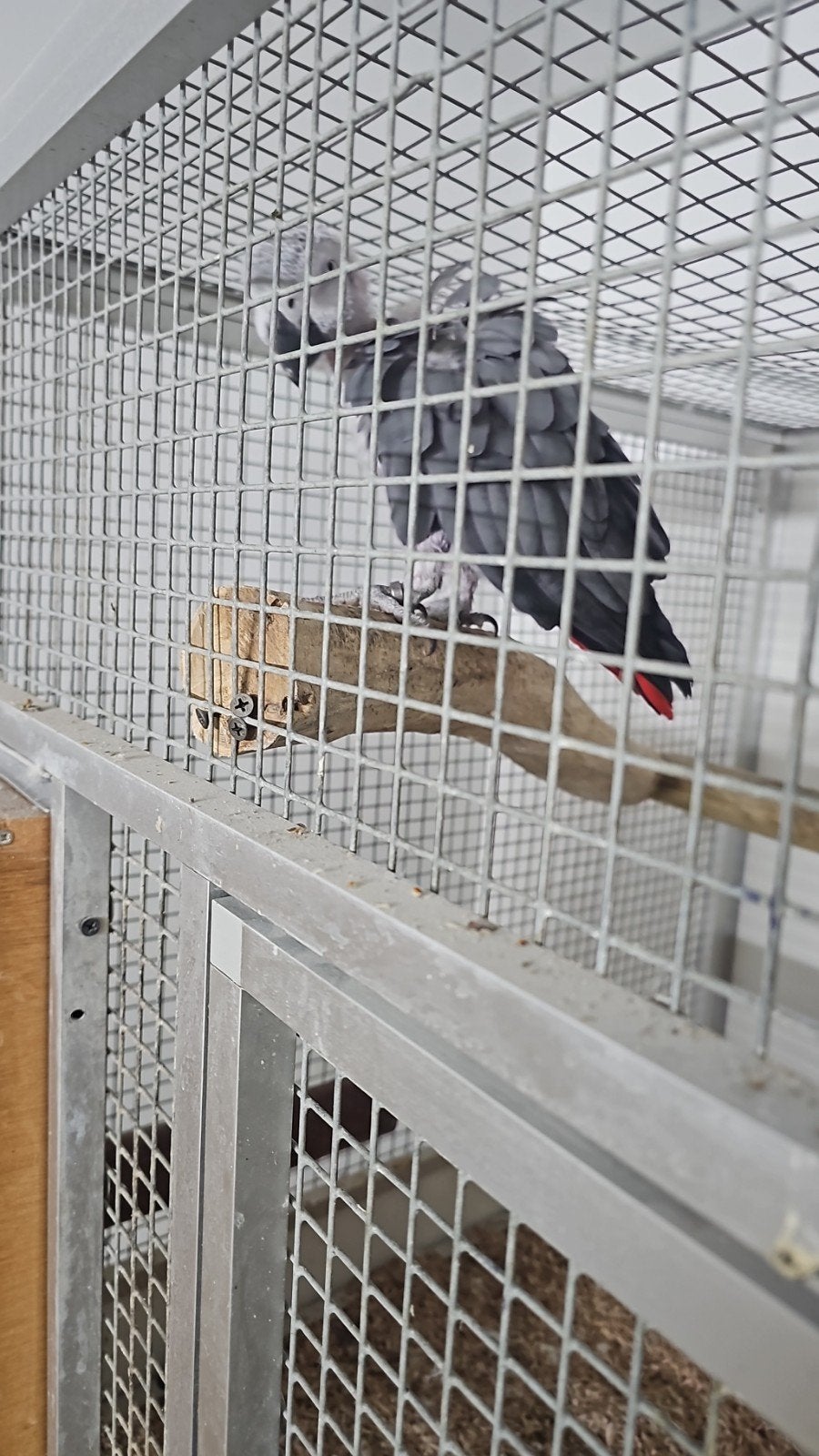 2 Bewezen kopels grijze roodstaart ., Dieren en Toebehoren, Vogels | Parkieten en Papegaaien, Meerdere dieren, Papegaai, Geringd