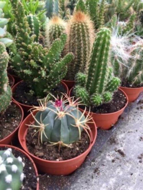 Cactussen mix 8,5 cm pot 24 stuks voor 17.50 (aanbieding), Ophalen of Verzenden, Minder dan 100 cm, Bloeiende kamerplant, Volle zon