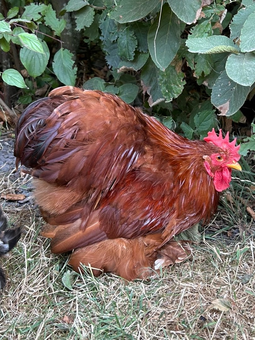 Cochin kriel haan rood, Dieren en Toebehoren, Mannelijk, Kip