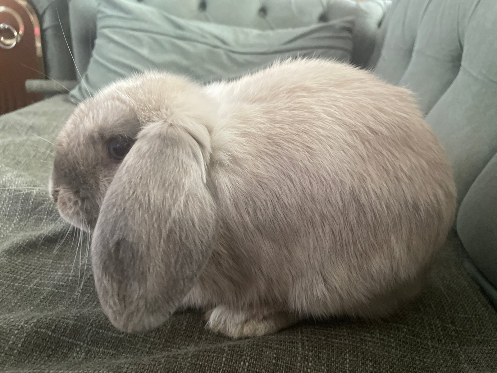 Lief mooi konijn, Dieren en Toebehoren, Mannelijk, Dwerg, Hangoor, 6 tot 8 jaar