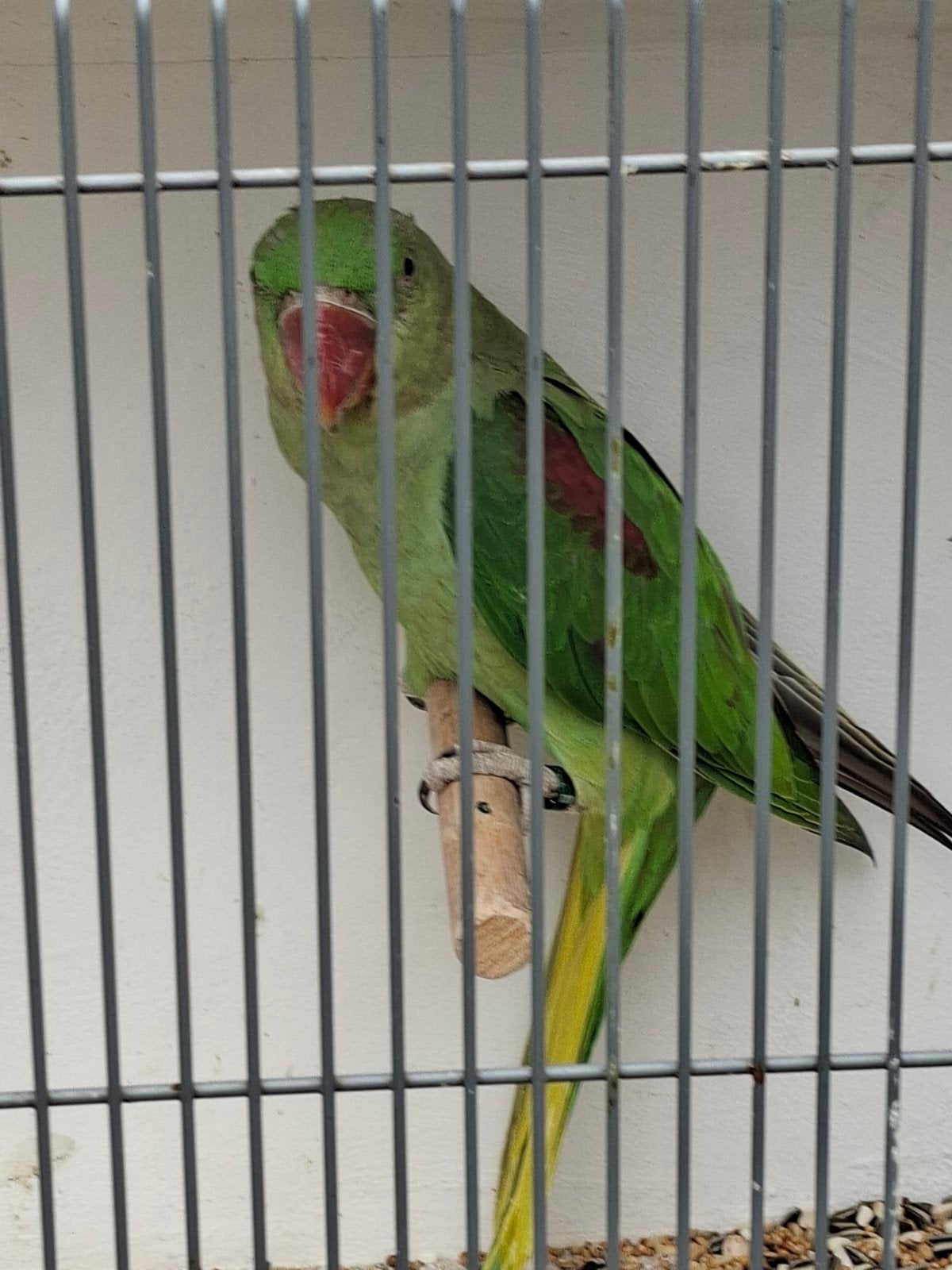 mooie grote Alexander parkiet, Dieren en Toebehoren