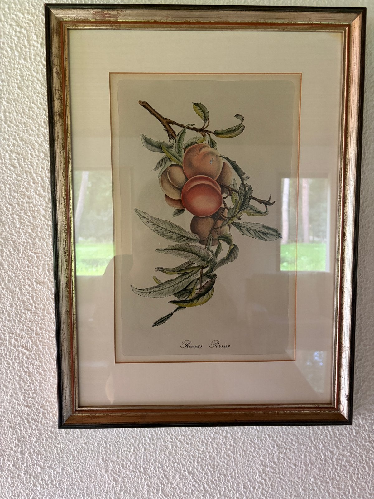 Ingelijste botanische print 'Prunus Persica', 50 – 75, Minder dan 50 cm, Gebruikt, Ophalen of Verzenden