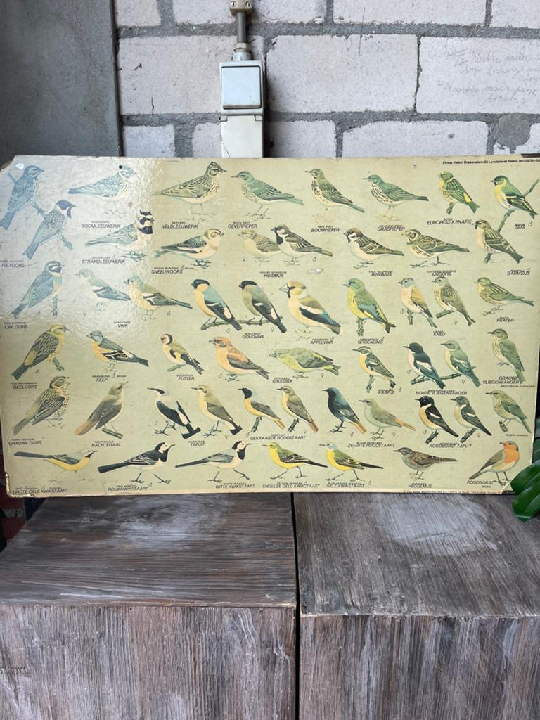 3 vogelschoolplaten, Antiek en Kunst, Antiek | Schoolplaten, Ophalen of Verzenden, Natuur en Biologie