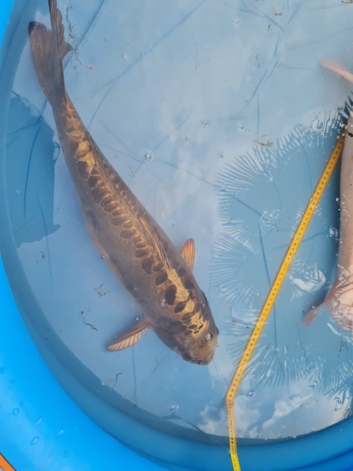 Koi ghost 56cm, Karper of Koi