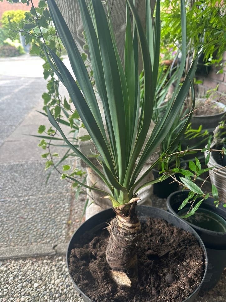 Yucca Gloriosa, Ophalen of Verzenden, Overige soorten, Volle zon