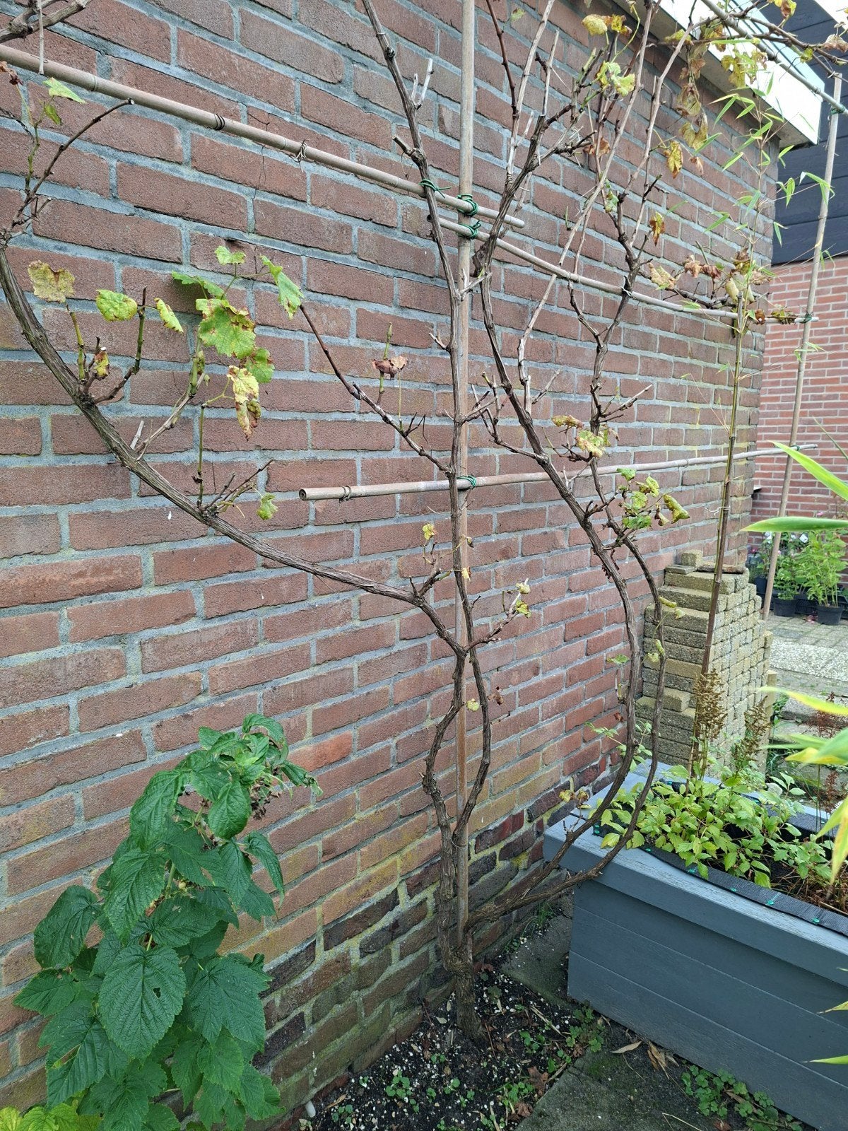Druiven plant met ranken, Tuin en Terras, Ophalen, Volle zon, Overige soorten