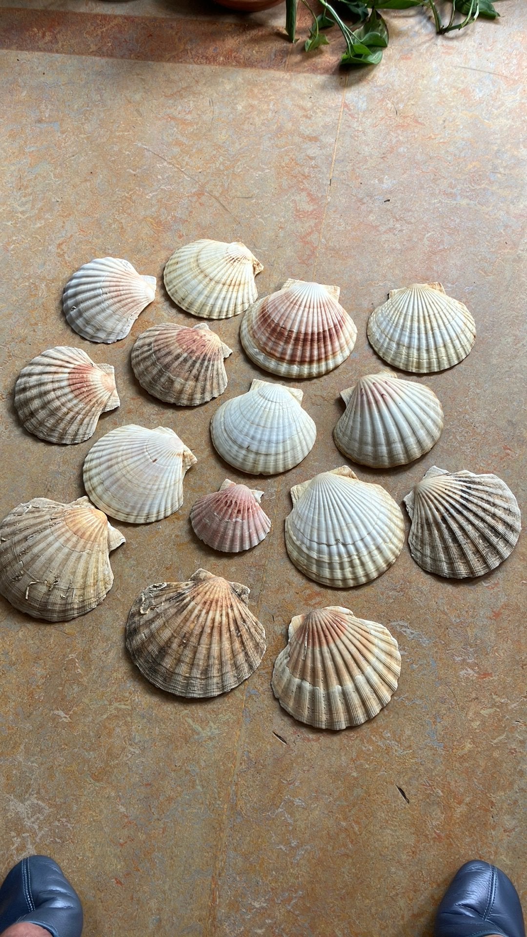 Jacobsschelpen 14 stuks, Ophalen of Verzenden, Zo goed als nieuw