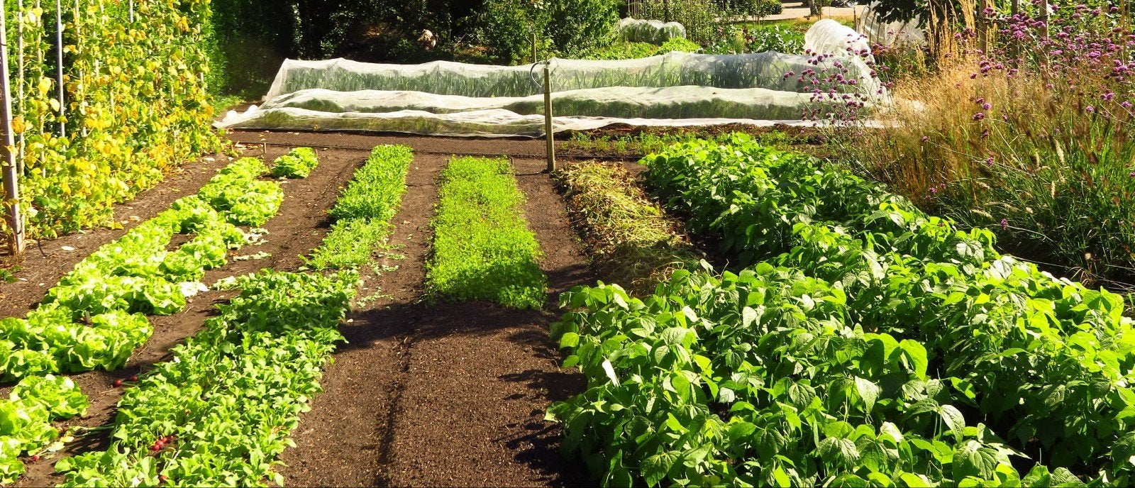 Moestuin gezocht, Volle zon, Groenteplanten, Eenjarig, Ophalen of Verzenden