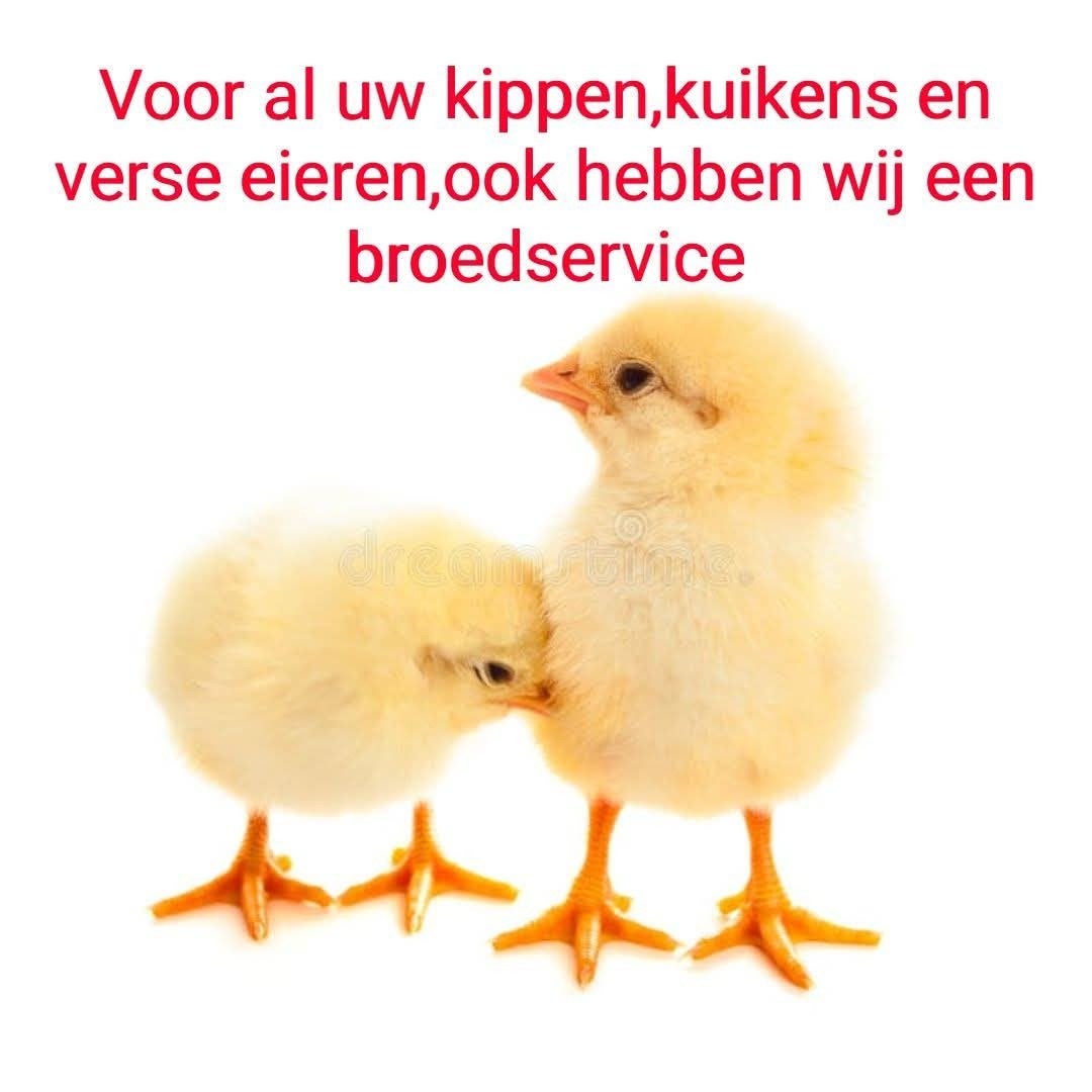 Broedservice, Dieren en Toebehoren, Pluimvee, Kip