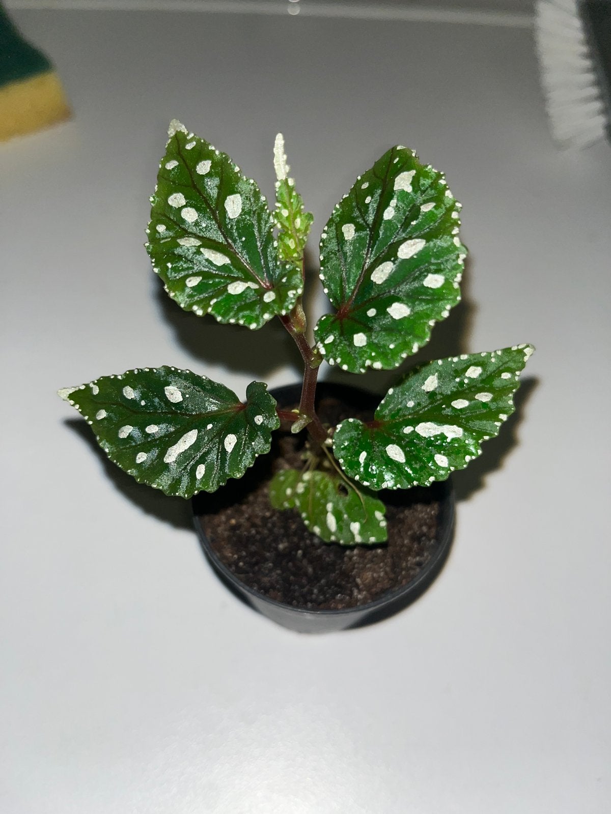 Begonia Kalimantan, Huis en Inrichting, Kamerplanten, Overige soorten, In pot, Minder dan 100 cm, Bloeiende kamerplant