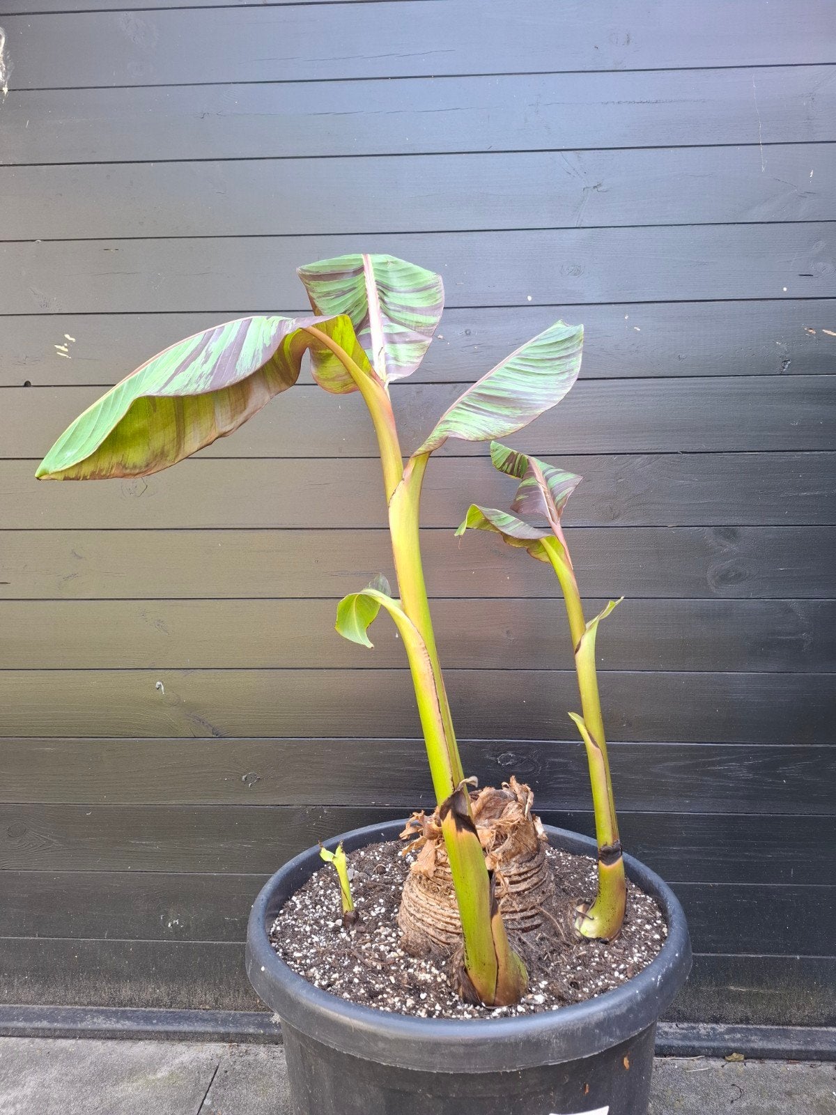 Bananenplant musa Sikkimensis red tiger 3 stuks, excl pot!, Ophalen, Overige soorten, Volle zon