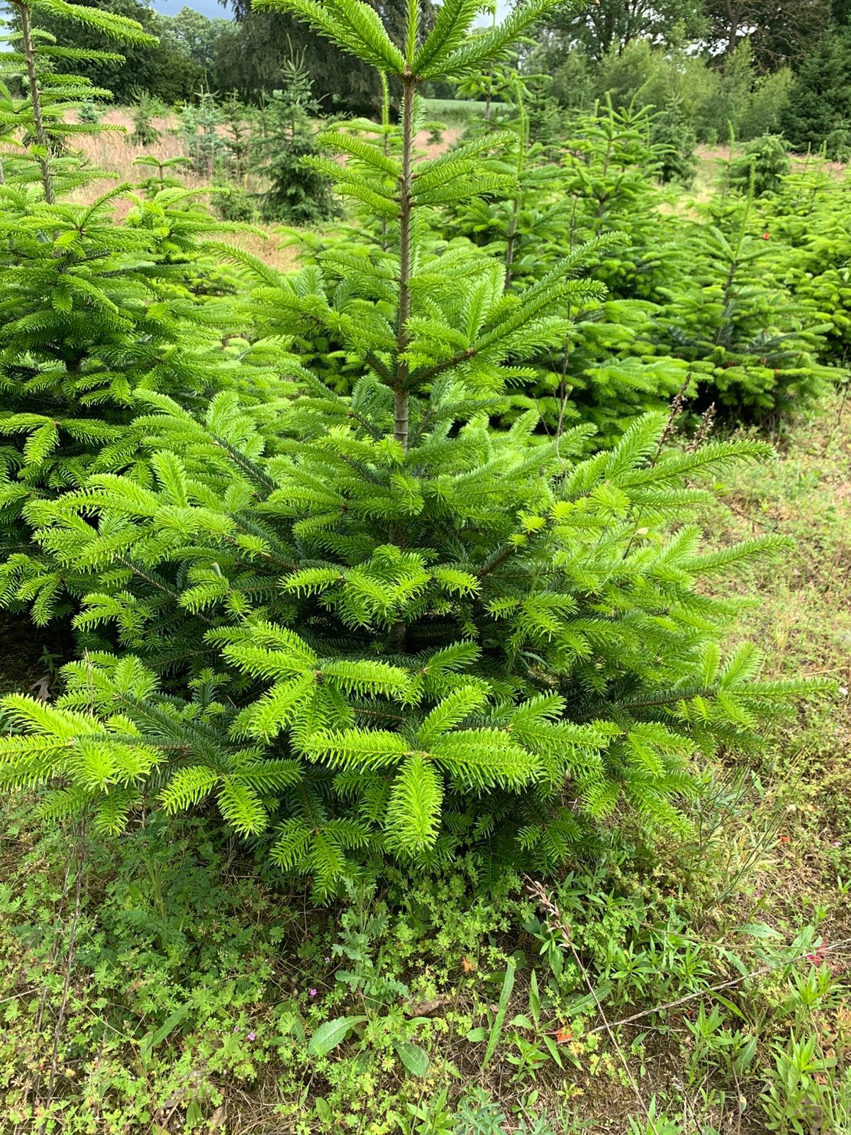 100 stuks Nordmann kerstbomen 1.50 m, Overige soorten, 100 tot 250 cm, Zomer, Ophalen
