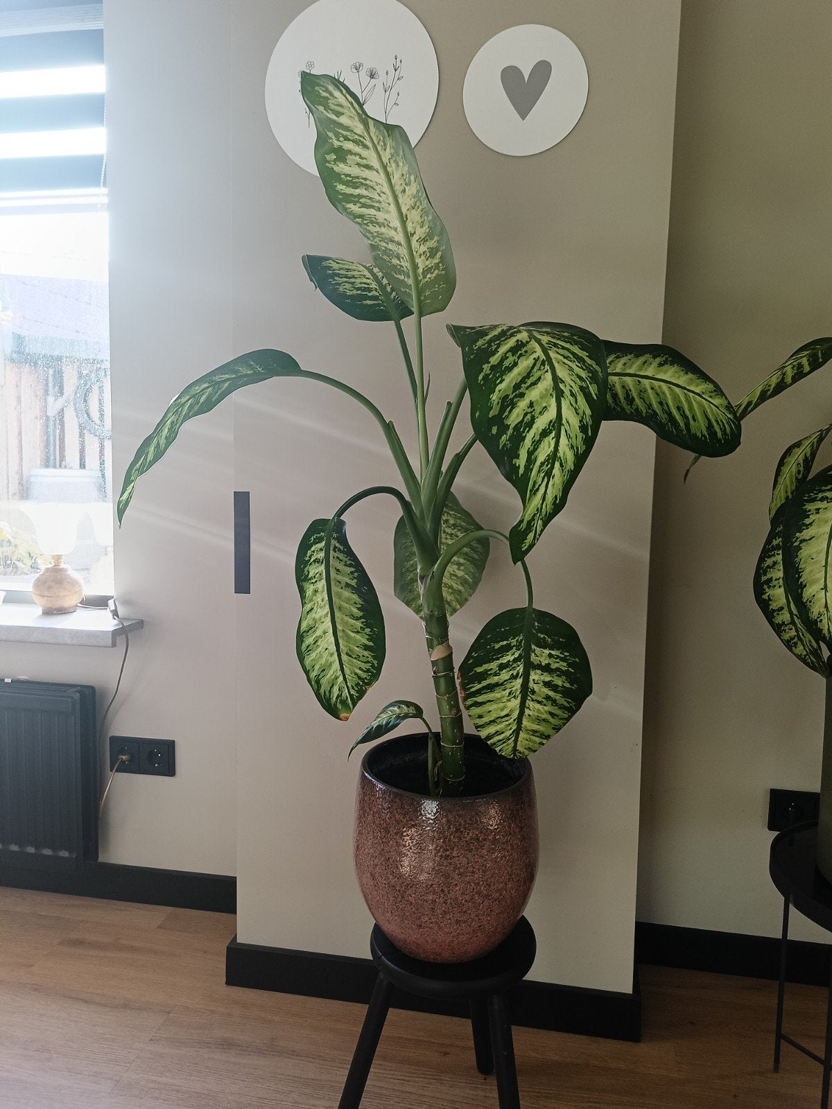 Dieffenbachia plant - Grote kamerplant, Ophalen, 100 tot 150 cm, Overige soorten, Halfschaduw