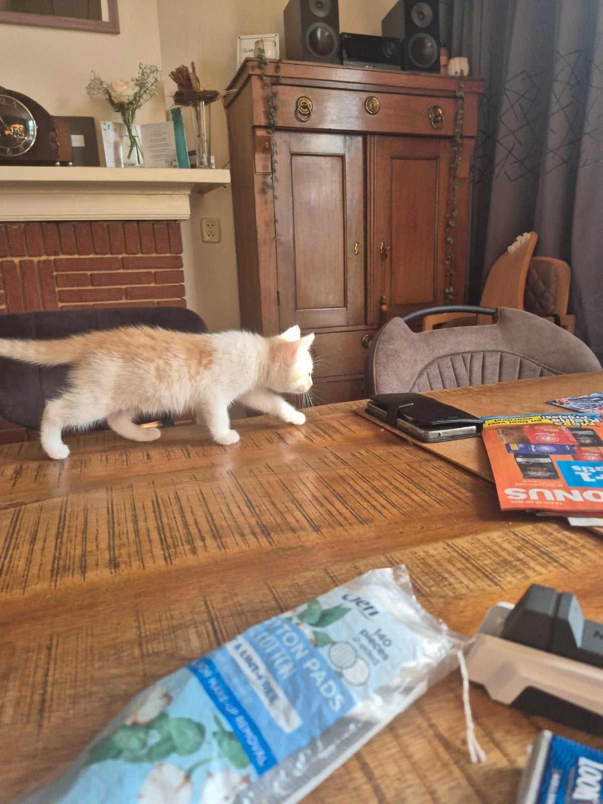 Jonge kittens, Meerdere dieren