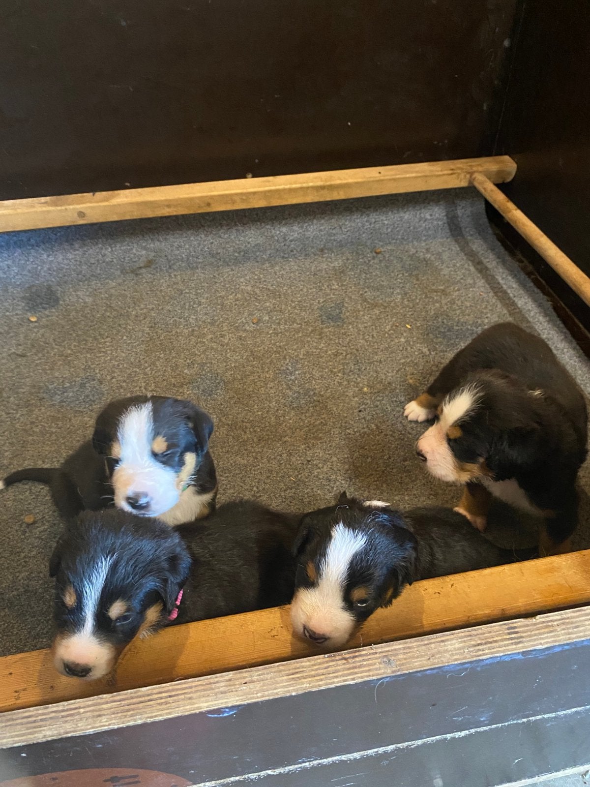 Grote zwitserse sennen pups, Meerdere, Meerdere dieren, Nederland, Fokker | Hobbymatig