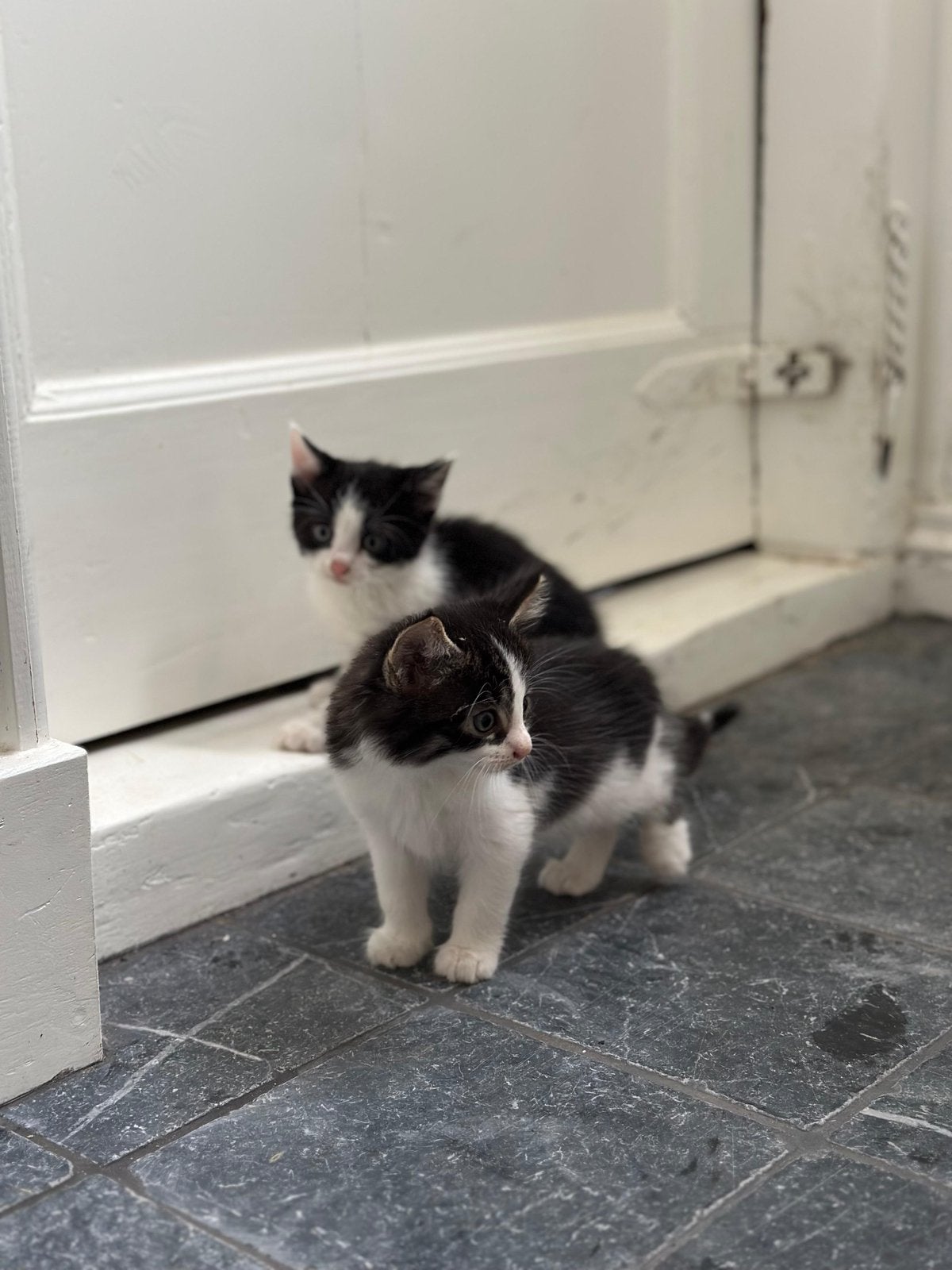 Hele schattige kittens, Kater, 0 tot 2 jaar