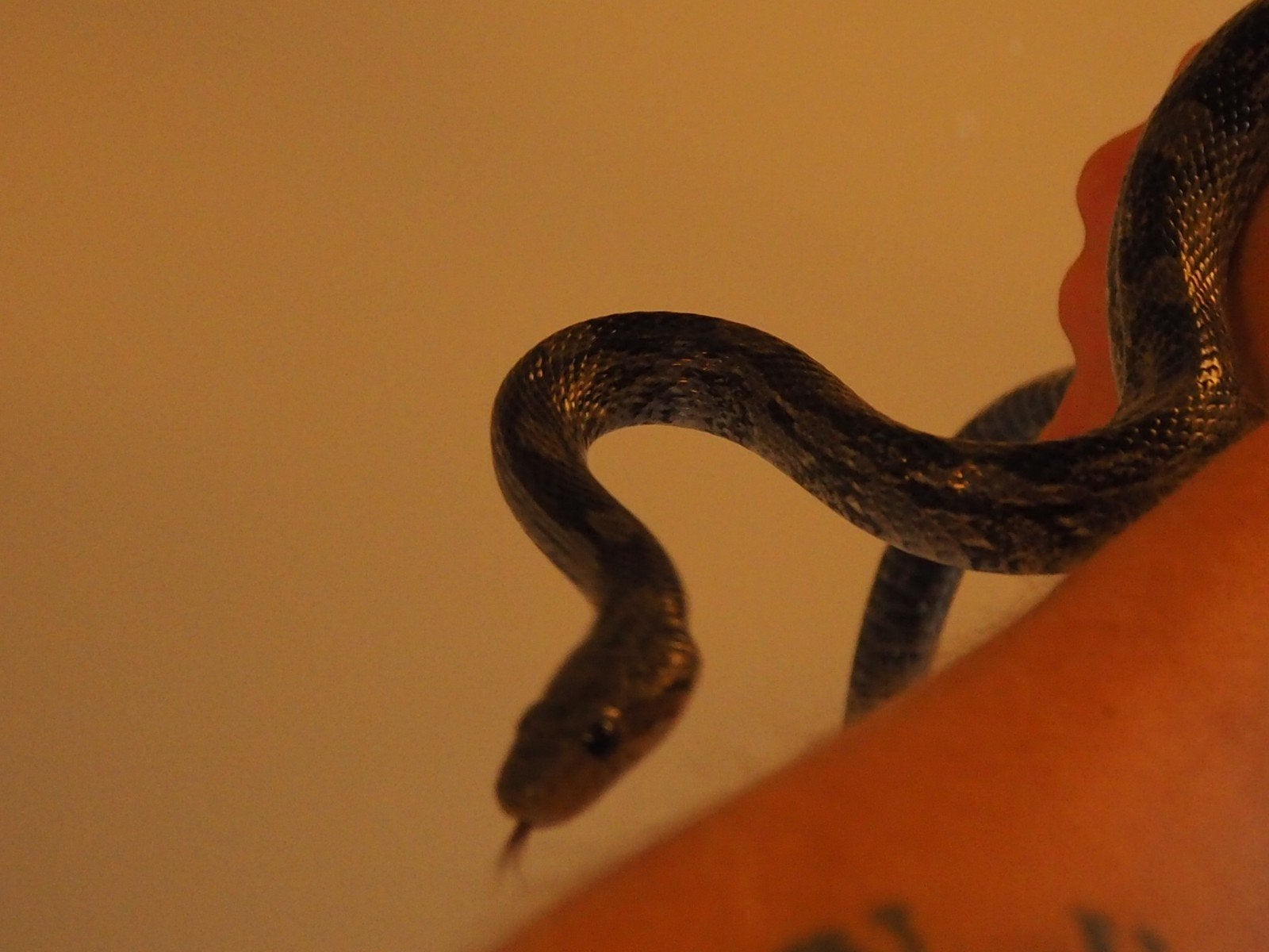 0.1 Pantherophis Guttatus Charcoal PB Corn Snake photo 9