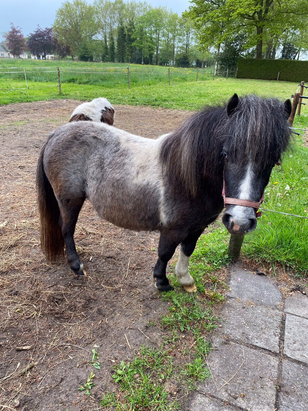 Zwartbonte shetland merrie, Merrie