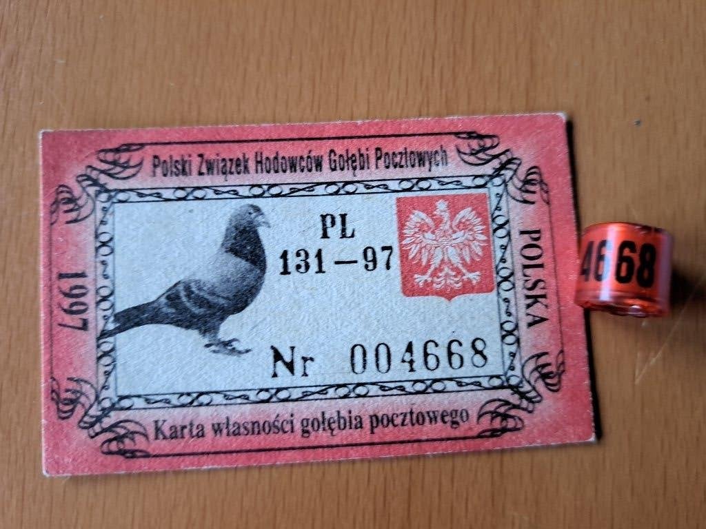Duivenring 97 met bewijs postduif, Ophalen of Verzenden, Paard, Beeldje of Figuurtje