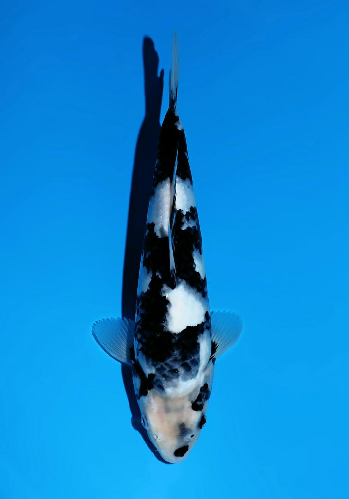 Omosako HQ shiro utsuri FEMALE tosai ca 32 cm, Dieren en Toebehoren, Vissen | Vijvervissen, Karper of Koi