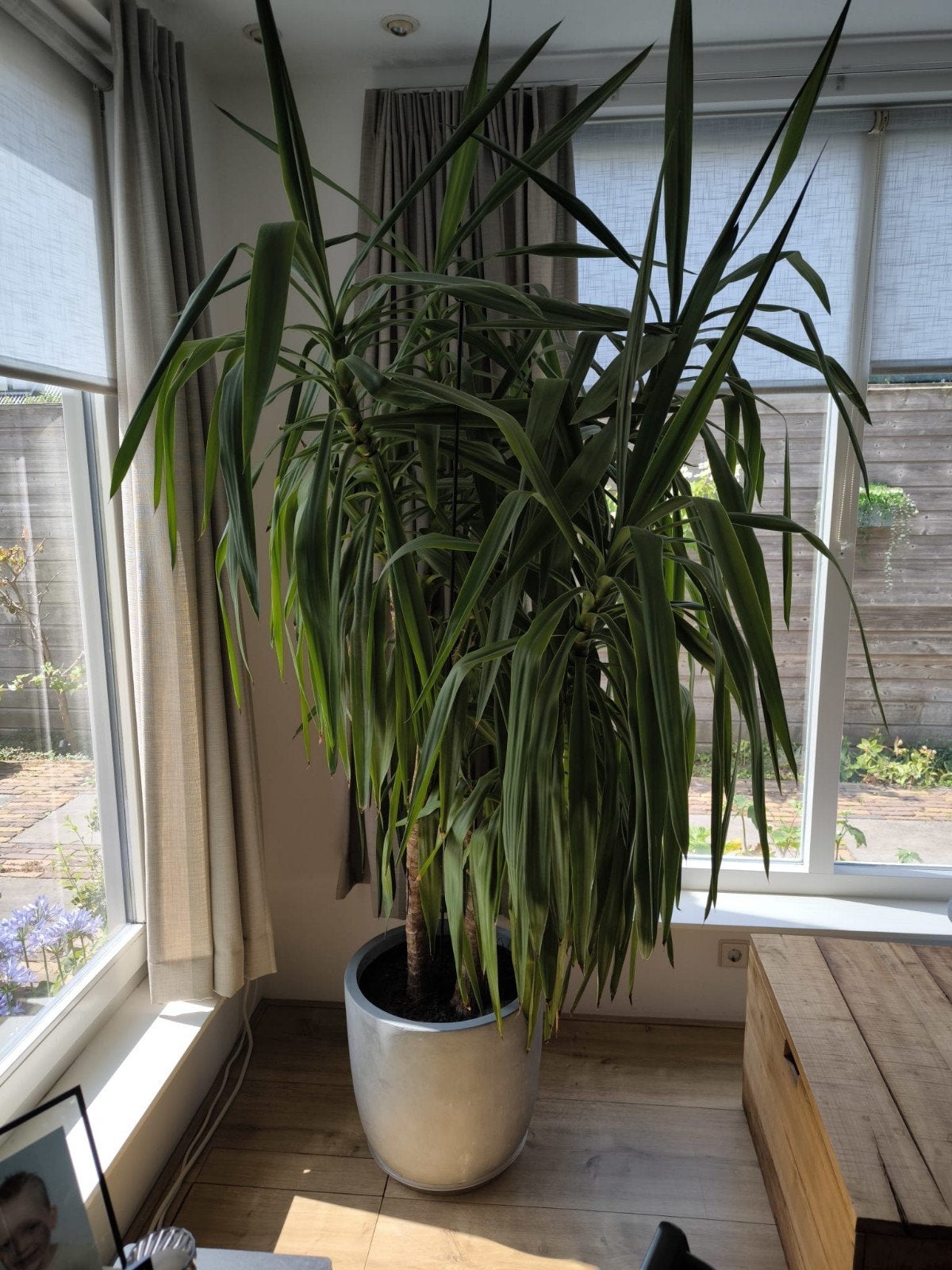 Grote Yucca kamerplant in pot, Huis en Inrichting, Kamerplanten, Ophalen, In pot, Yucca, 150 tot 200 cm