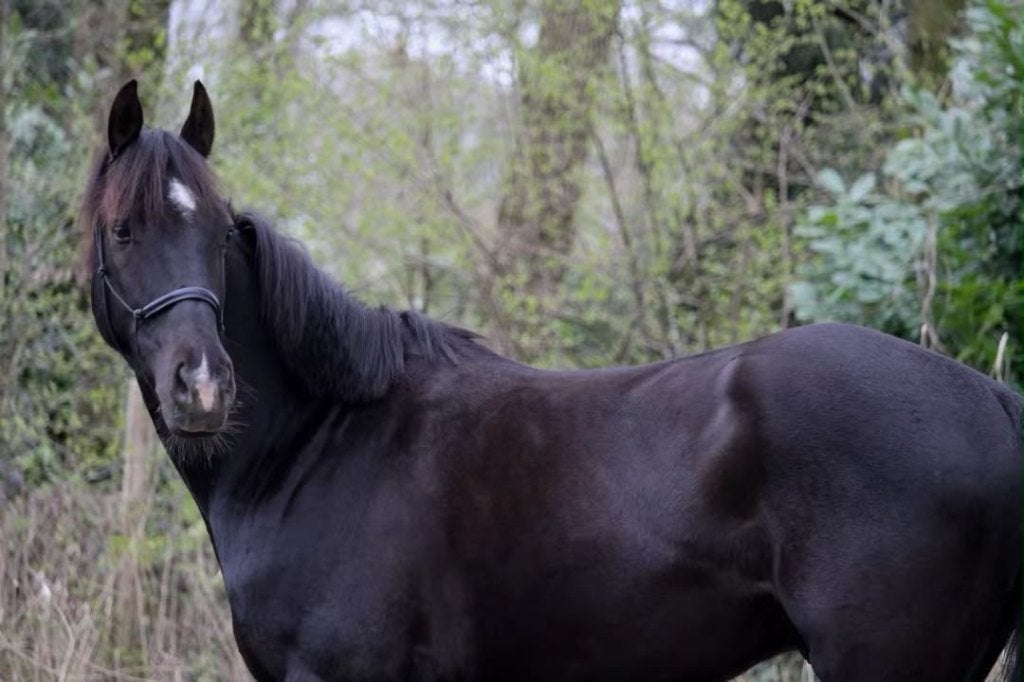 Leuke pony gereden en betuigd, Ruin, E pony (1.48m - 1.57m), Met stamboom, 7 tot 10 jaar