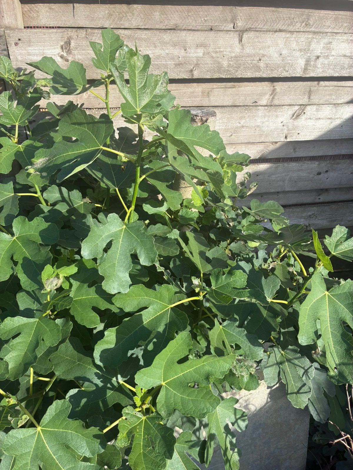 Mooie vijgenboom bieden, Bloeit niet, Overige soorten, 100 tot 250 cm, Ophalen