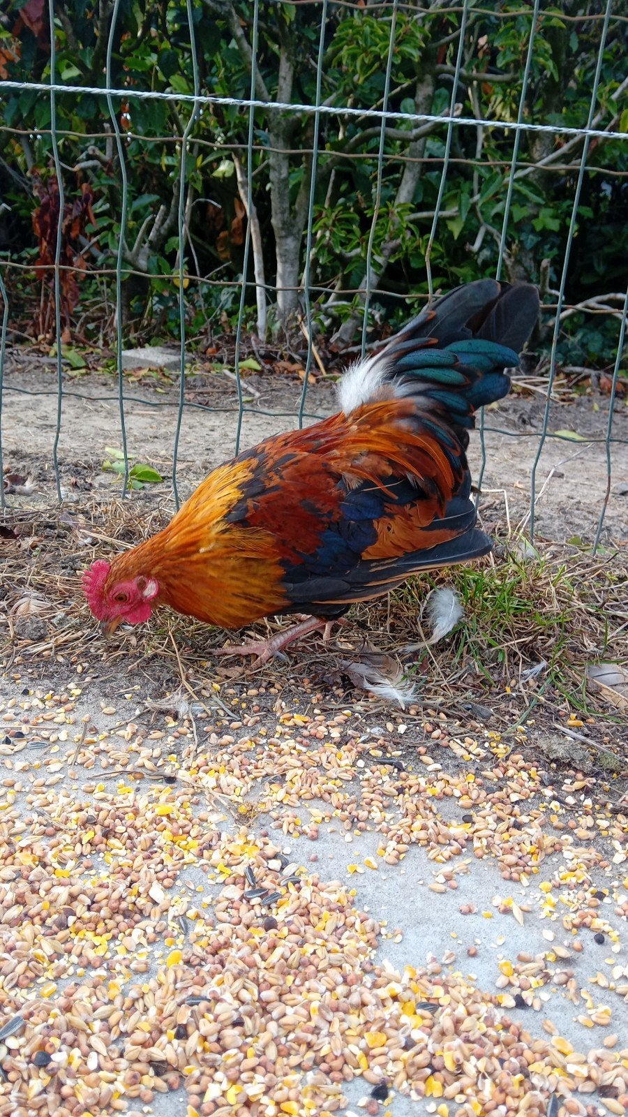 Serama Haan, Dieren en Toebehoren, Mannelijk, Kip