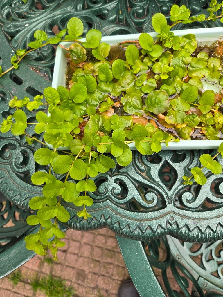 gratis penningkruid, Tuin en Terras, Ophalen, Vaste plant, Bodembedekkers, Halfschaduw